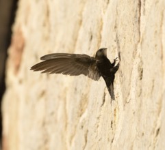 Common swift (Apus apus), adult bird with spread wings, helping it to balance as it clings to a