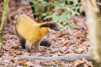 Yellow-throated marten (Martes flavigula) on the ground, Germany, Europe