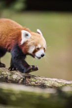 Red panda (Ailurus fulgens) walking on a branch, Germany, Europe