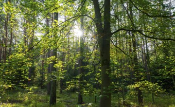 Wilderness forest, trees in backlight with sun star, Lower Saxony, Germany, Europe