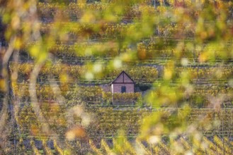 Steep vineyards with vineyard cottages in autumn, landscape on the banks of the Neckar between