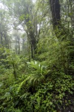 Dense vegetation in the rainforest, Monteverde cloud forest, Monte Verde, Puntarenas province,