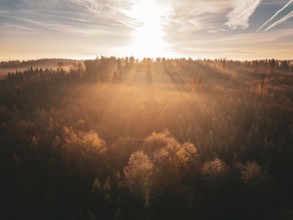 Forest landscape at sunrise with impressive rays of light and a misty, golden ambience, Gechingen,