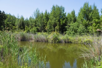 A tranquil pond with surrounding trees and reeds under a blue skyTurtle Lake Mavrobara, Halkidiki,