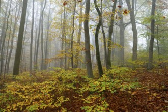 Near-natural deciduous forest in autumn with colourful leaves, copper beech (Fagus sylvatica), fog