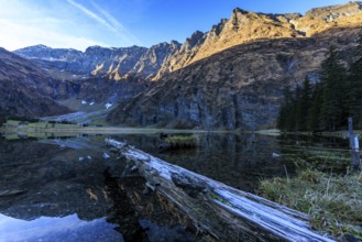 A fallen tree trunk floats in a clear mountain lake, Felbertal, Mittersill, Salzburg, Austria,