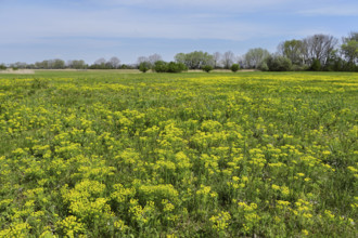 Field of flowering cypresses, spurge (Euphorbia cyparissias), Lake Neusiedl National Park,