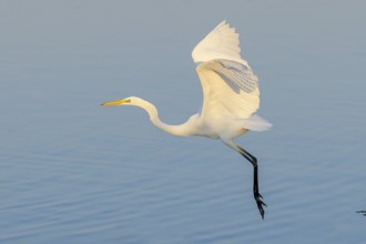 Great Egret (Ardea alba) in flight, wildlife, heron, water bird, Baltic Sea coast, Fehmarn Island,