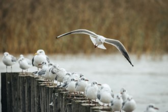 A seagull (Larinae) flies over sitting conspecifics on the lakeshore, Lake Neusiedl, Burgenland,