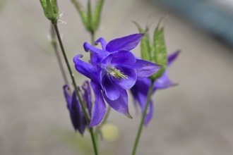 Columbine (Aquilegia vulgaris), blue flower at the edge of a forest, Wilnsdorf, North