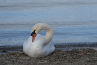 Mute swan (Cygnus olor) sitting on the shore of Lake Plau, Ganzlin, Mecklenburg-Western Pomerania,