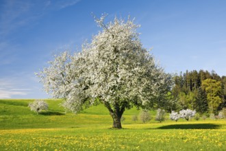 Freestanding apple trees in full bloom amidst flowering dandelion fields, Canton Thurgau,