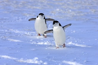 Chinstrap penguin (Pygoscelis antarctica), Antarctica, Brown Bluff, adult, pair, two, penguins,