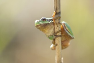 Common Tree Frog (Hyla arborea) sitting in the vegetation at the edge of the forest.Bas rhin,