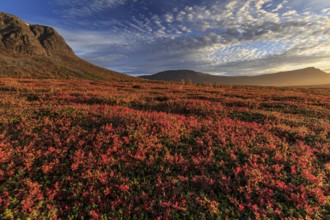 Autumn coloured blueberry bushes, red, morning light, cloudy mood, autumn, mountains, Stora