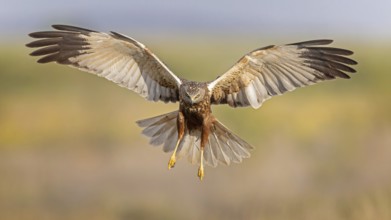 Marsh harrier (Circus aeruginosus) medium-sized bird of prey, male, hunting in reeds, on the hunt,