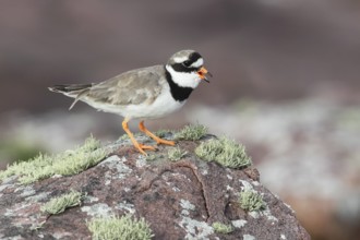 Ringed Plover, Charadrius hiaticula