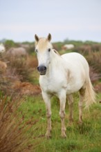 A white Camargue horse stands in a green meadow, surrounded by natural landscape and radiates