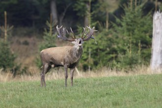 Red deer (Cervus elaphus) during the rutting season, a large stag roaring in a forest clearing,