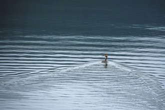 Great Crested Grebe (Podiceps cristatus), summer, Bavaria, Germany, Europe