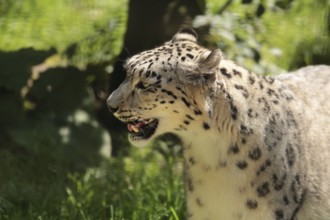 Snow leopard (Panthera uncia), captive