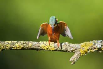 Common kingfisher (Alcedo atthis) sitting on a branch with autumncolours, wildife, Catalonia,