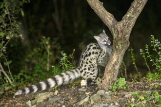 Common genet (Genetta genetta), wildlife in a forest, Montseny National Park, Catalonia, Spain,