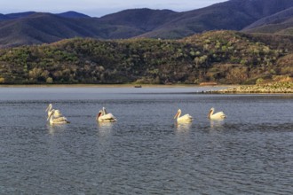 Several Dalmatian Pelicans (Pelecanus crispus) in the morning light, Lake Kerkini, Lake Kerkini,