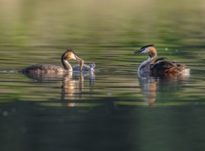 Great Crested Grebe (Podiceps Scalloped ribbonfish), two adults and juveniles swimming on a pond,