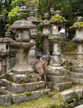 Deer and stone lanterns, Kasuga-taisha shrine, Nara, Japan, Asia