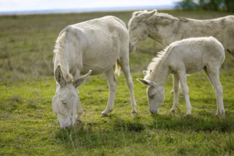 A group of white donkeys, baroque donkeys, grazing quietly together in a meadow, Lake Neusiedl