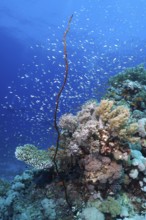 Colourful corals, including Wire Coral (Cirrhipathes anguina), and small fish in a tropical