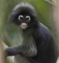 Dusky leaf monkey (Trachypithecus obscurus), Kaeng Krachan National Park, Phetchaburi Province,