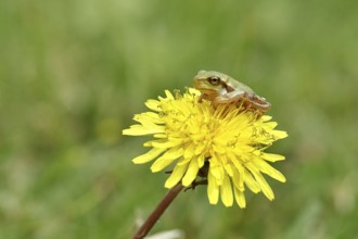 European tree frog (Hyla arborea) sitting on a yellow dandelion flower (Taráxacum), Lake Neusiedl