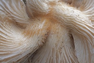 Branched oyster fungus (Pleurotus cornucopiae), Emsland, Lower Saxony, Germany, Europe