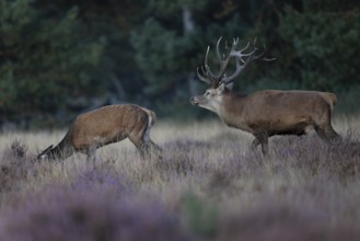 Red deer in rut, Hooge Veluve, Holland