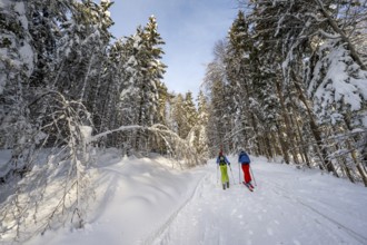 Two ski tourers in a snowy forest, ascent to Simetsberg, Estergebirge, Bavarian Prealps, Bavaria