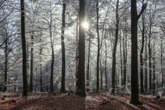 Winter, trees with hoarfrost in the forest, backlight, mixed forest, Dossenheim, Baden-Würtemberg,