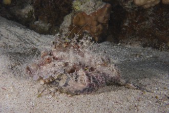 Camouflaged marine animal, Red Sea Walkman Filament Devilfish (Inimicus filamentosus), Devilfish,