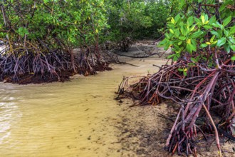 Mangrove trees and roots on the beach sands on the southern coast of Bahia, Sargi beach, Serra