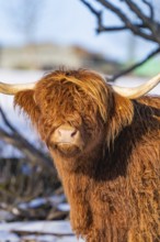 A Highland cow with a wild reddish-brown coat and long horns in snowy terrain, Seewald, Black