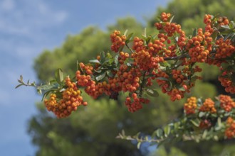 Fruits of the Mediterranean firethorn (Pyracantha coccinea), Apulia, southern Italy, Italy, Europe