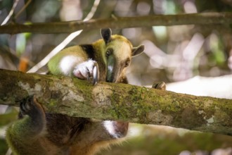 Northern tamandua (Tamandua mexicana), anteater foraging on a branch, in the rainforest, Corcovado