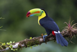 Fishing Toucan (Ramphastos sulfurantus), Toucans (Ramphastidae), Laguna del Lagarto Lodge,