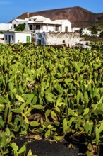 2016, Guatiza, Lanzarote, Jardin de Cactus by Cesar Manrique, ESP, Spain, Canary Islands, Canary