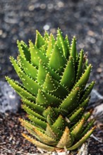 2016, Guatiza, Lanzarote, Jardin de Cactus by Cesar Manrique, ESP, Spain, Canary Islands, Canary