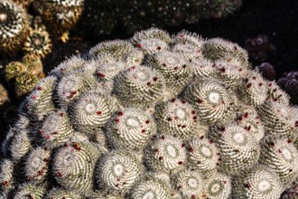 2016, Guatiza, Lanzarote, Jardin de Cactus by Cesar Manrique, ESP, Spain, Canary Islands, Canary