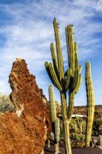 2016, Guatiza, Lanzarote, Jardin de Cactus by Cesar Manrique, ESP, Spain, Canary Islands, Canary