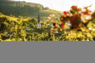 Hilly landscape and village with vineyards in autumn, sunset, Ebringen, near Freiburg im Breisgau,