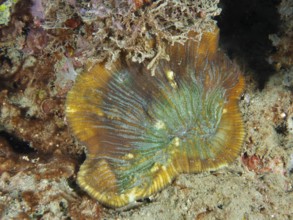 Coloured bead coral (Open brain coral) on a sandy seabed, dive site Prapat, Penyapangan, Bali,